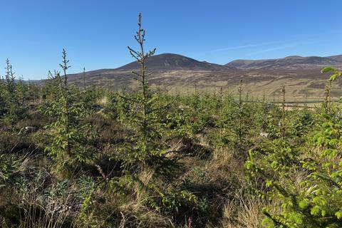 undefined, Torrish Forest, Near Helmsdale, Sutherland  KW8