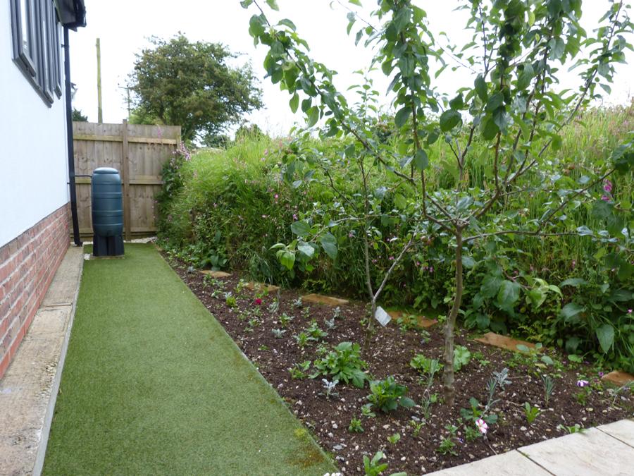 Back Garden