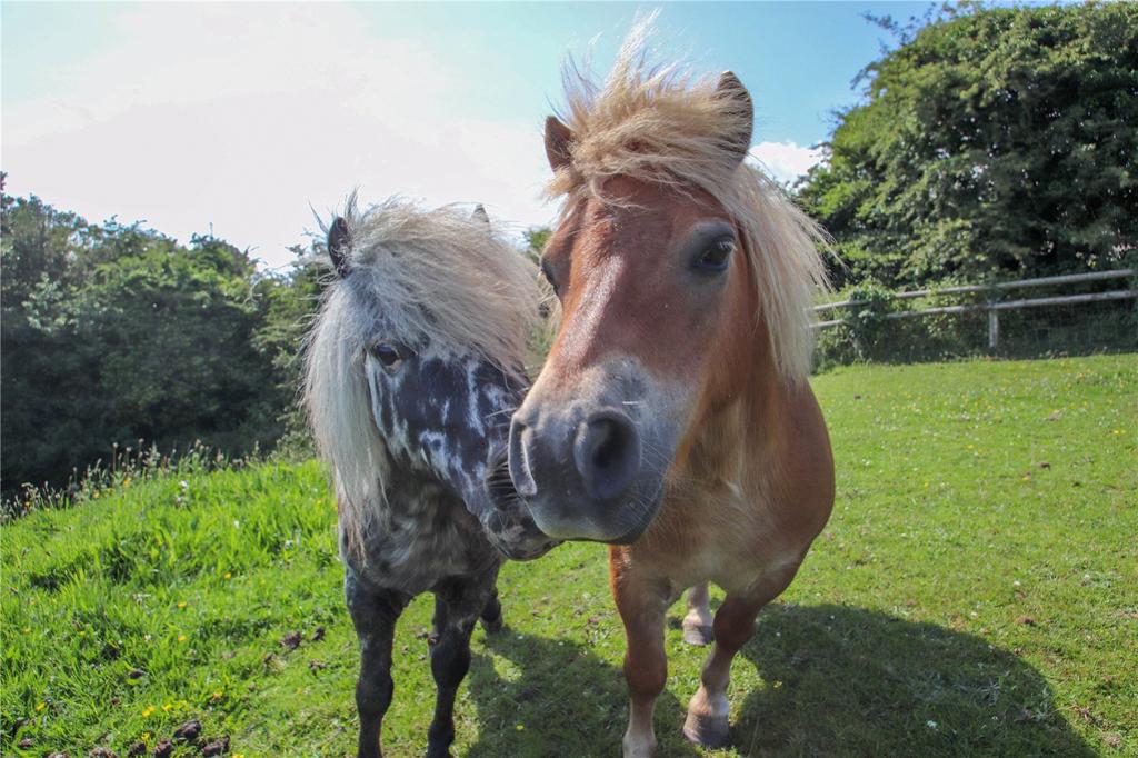 Ponies