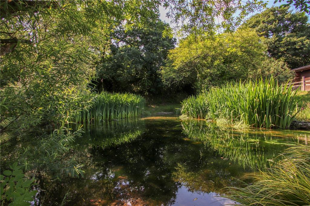 Pond