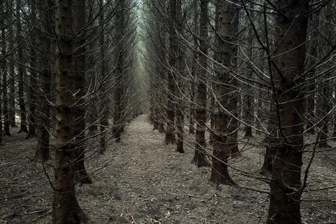 Woodland for sale, Syde of Glengavel, Near Strathaven, South Lanarkshire ML10