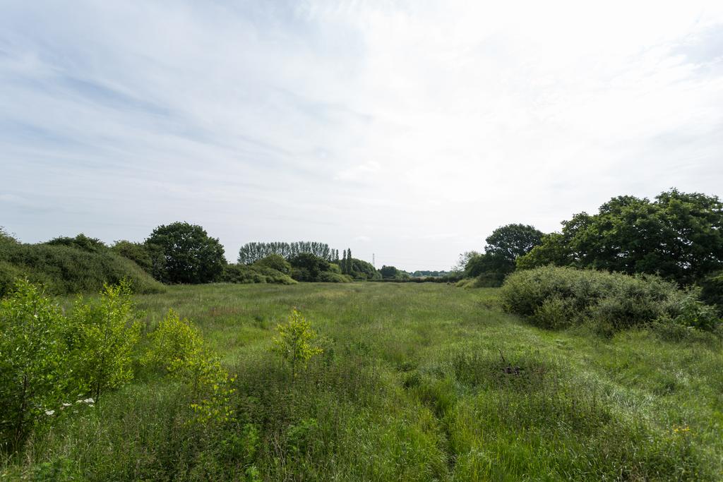 Meadow