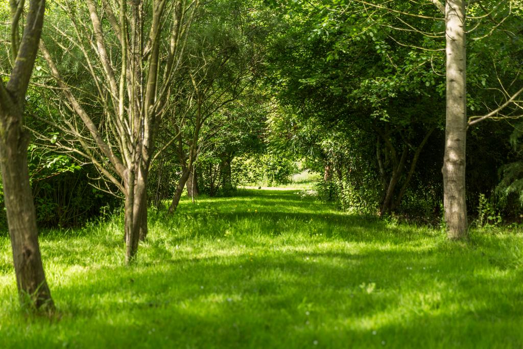 Woodland
