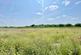 Field Views.jpg