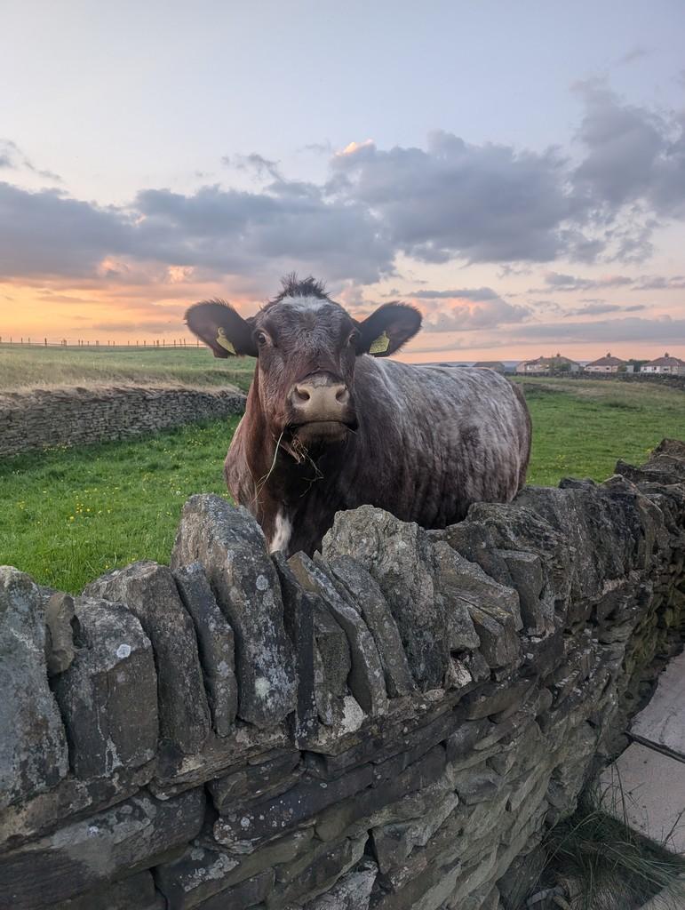 Cows4