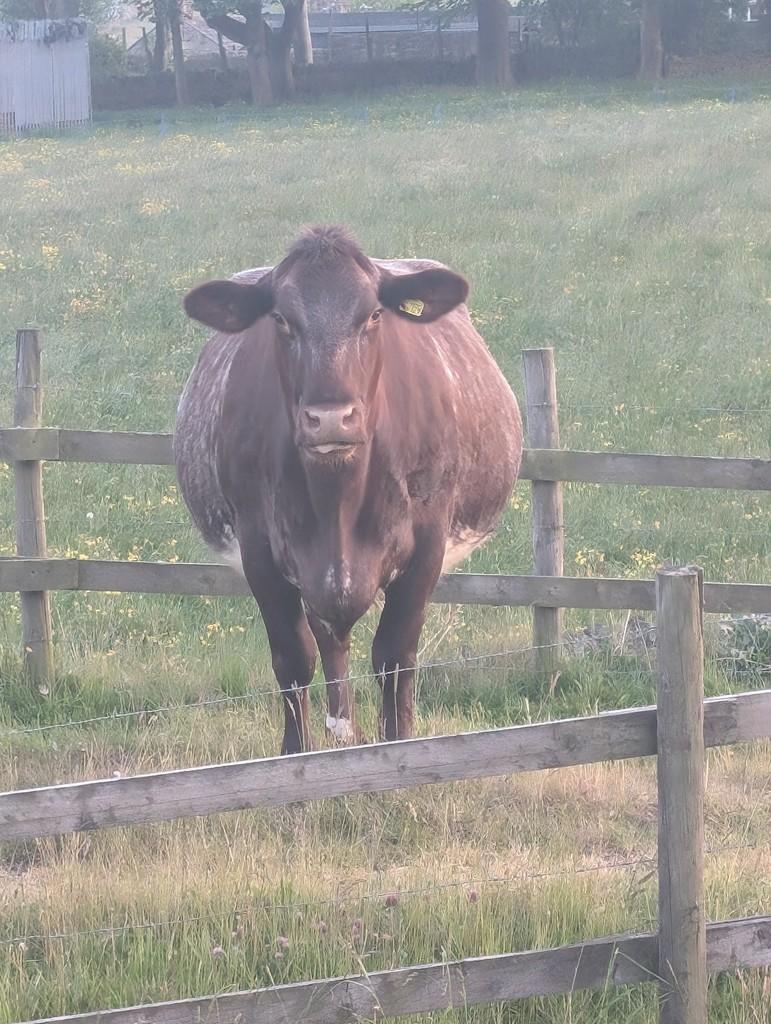 Cows3