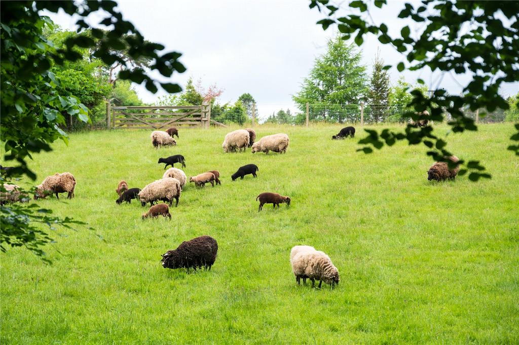 Field