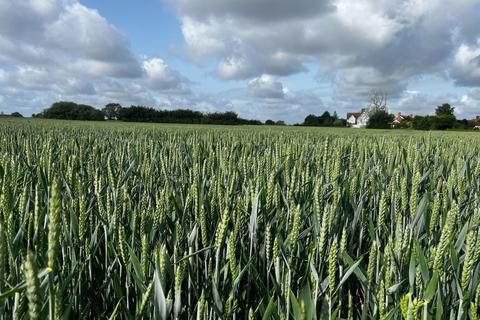 Land for sale, Land at Gislingham