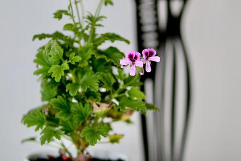 5 Chestnut Drive, Abergavenny, NP7 5JZ