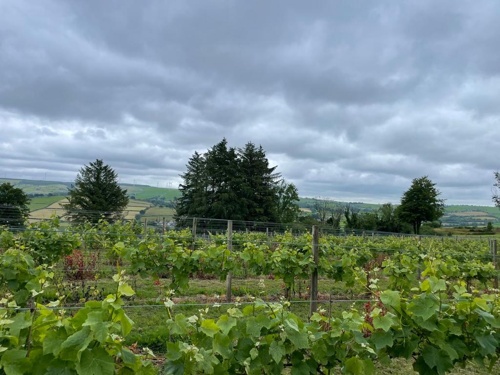 Vineyard in summer