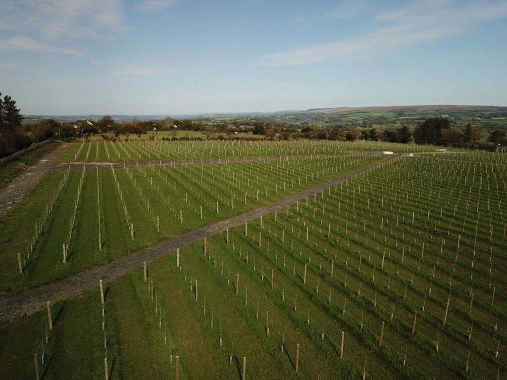 Vineyard in summer
