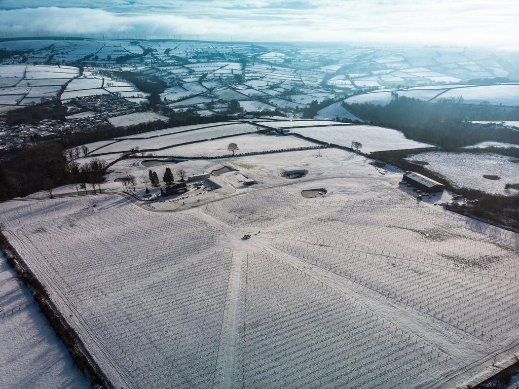 Vineyard in winter