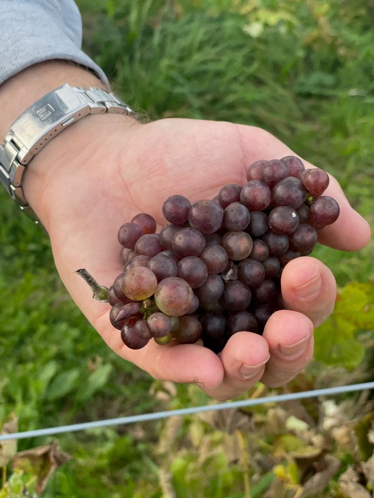 Grapes