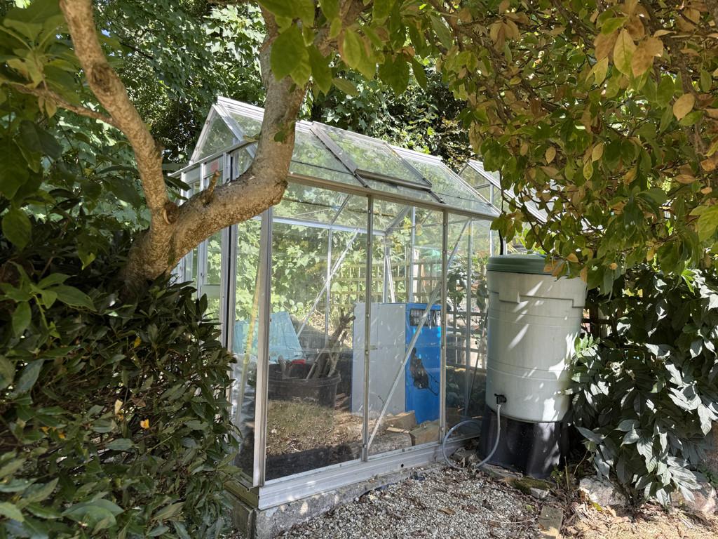 Greenhouse &#43; mature Magnolia tree