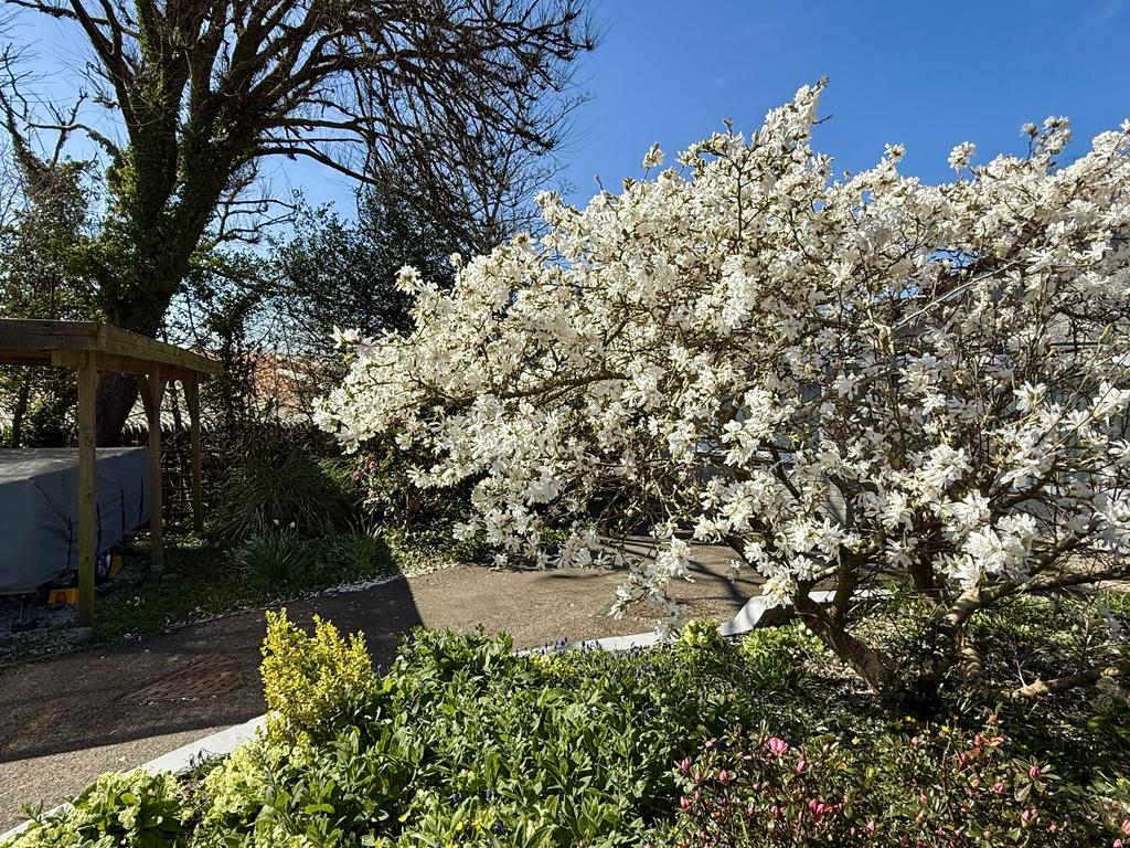 Mature Magnolia Tree