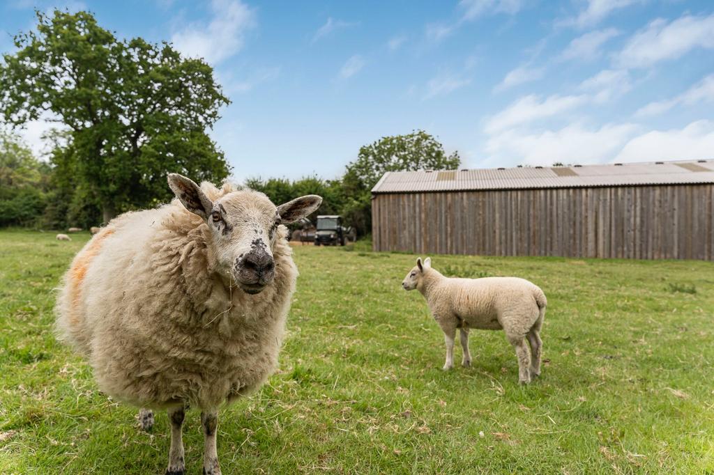 Sheep