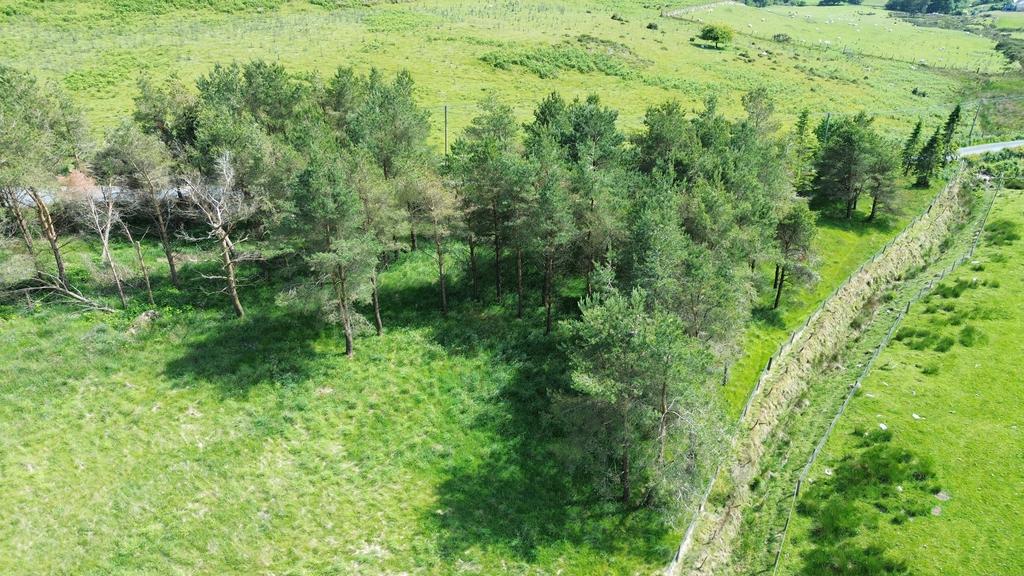 Small woodland