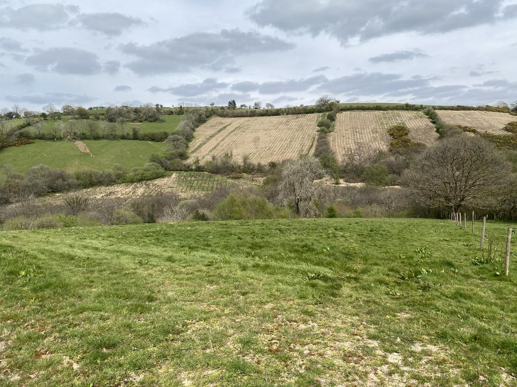 Land (second image)
