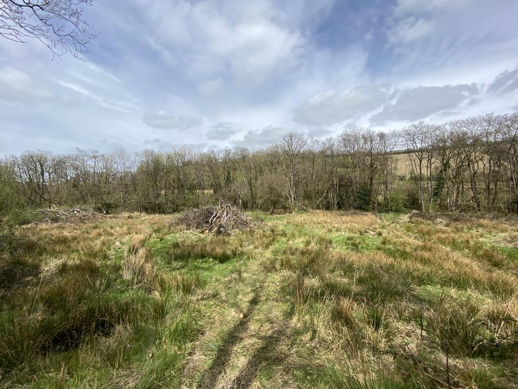 River meadow