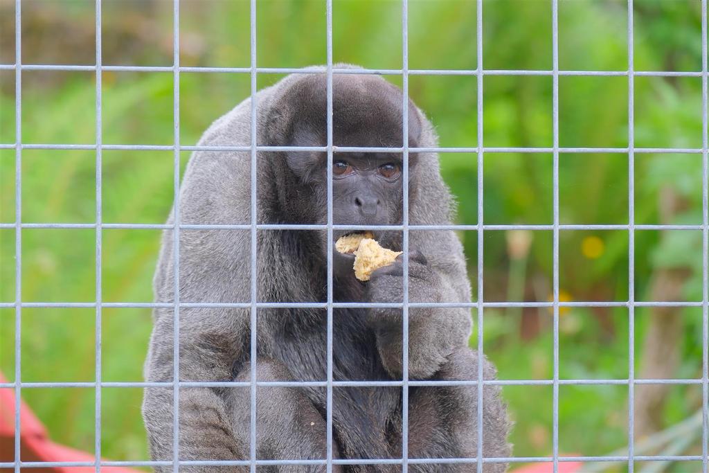 Parry Monkeys-46.jpg