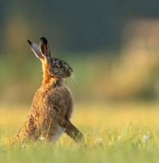 3 bedroom detached house for sale, Ashfield Road, Elmswell, Bury St. Edmunds, Suffolk, IP30