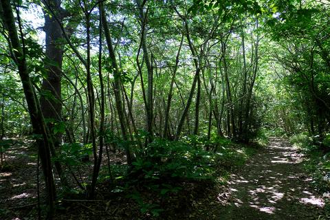 undefined, Wood Lane, Wartling BN27