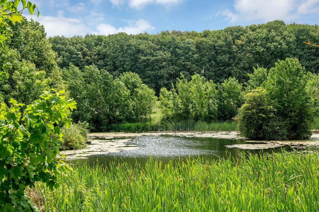 Pond