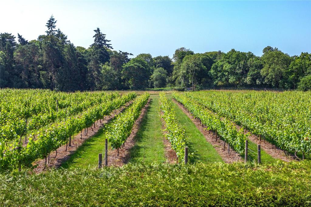 Oakengrove Vineyard