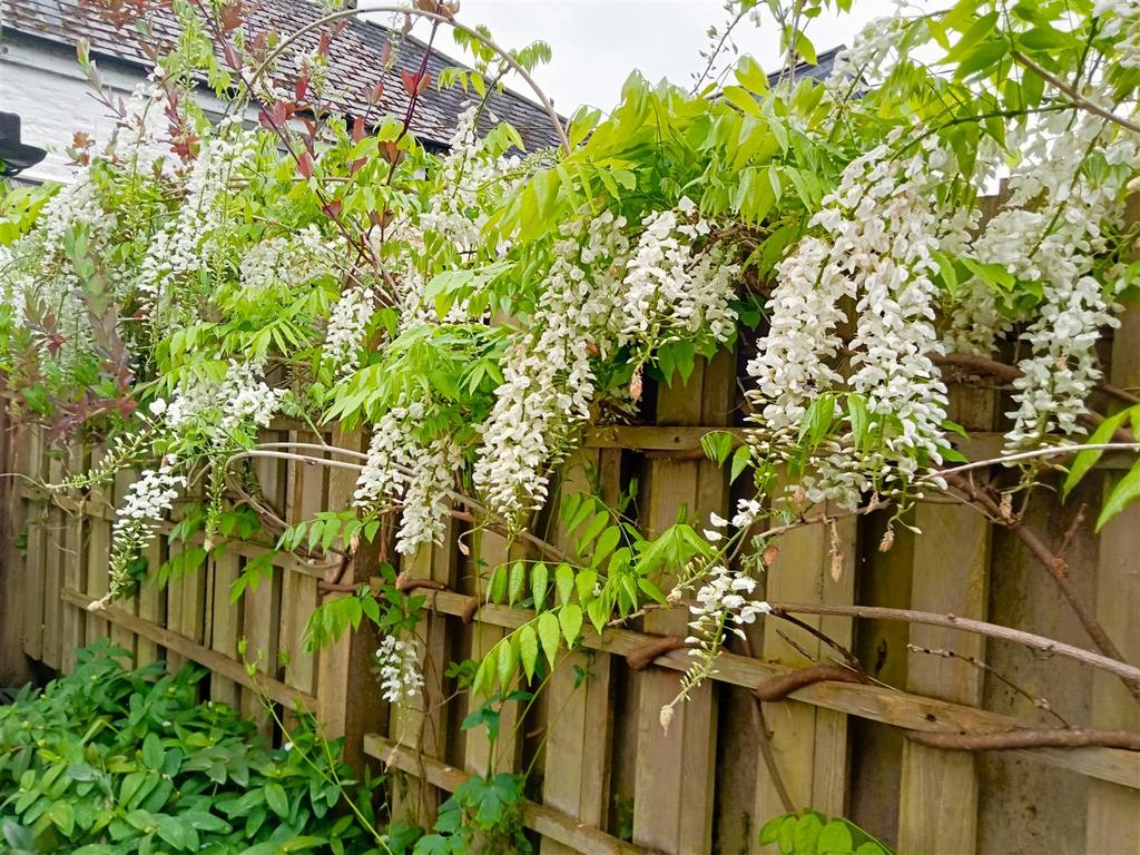 Wisteria.jpg