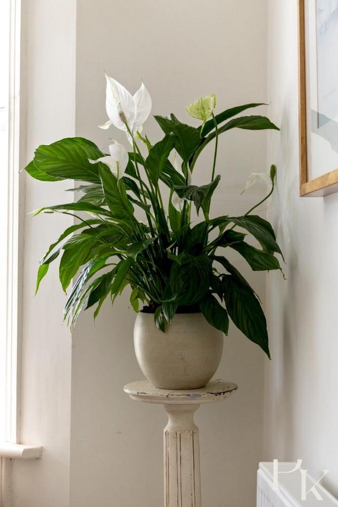 Abinger Road, 7-019.jpg