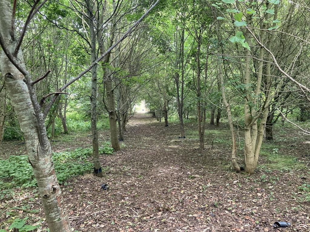 Your very own woodland