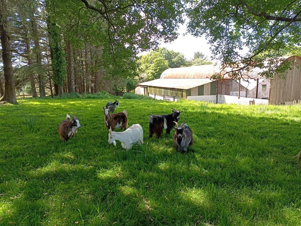 Mischievious Goats !