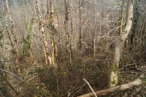 Woodland for sale, Drefelin, Drefach Felindre SA44