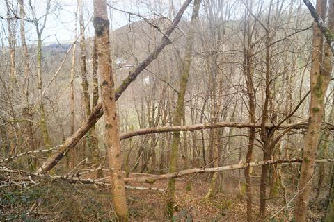 Woodland for sale, Drefelin, Drefach Felindre SA44