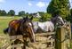 Paddocks