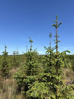 undefined, Drumsmuir Wood , Near Carluke, South Lanarkshire ML8