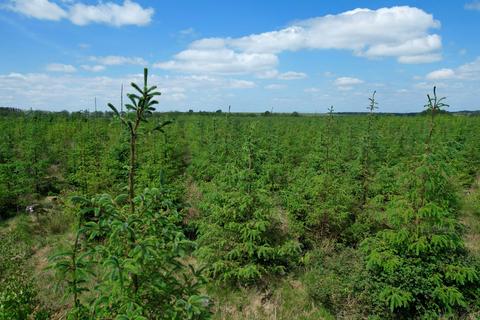 undefined, Drumsmuir Wood , Near Carluke, South Lanarkshire ML8