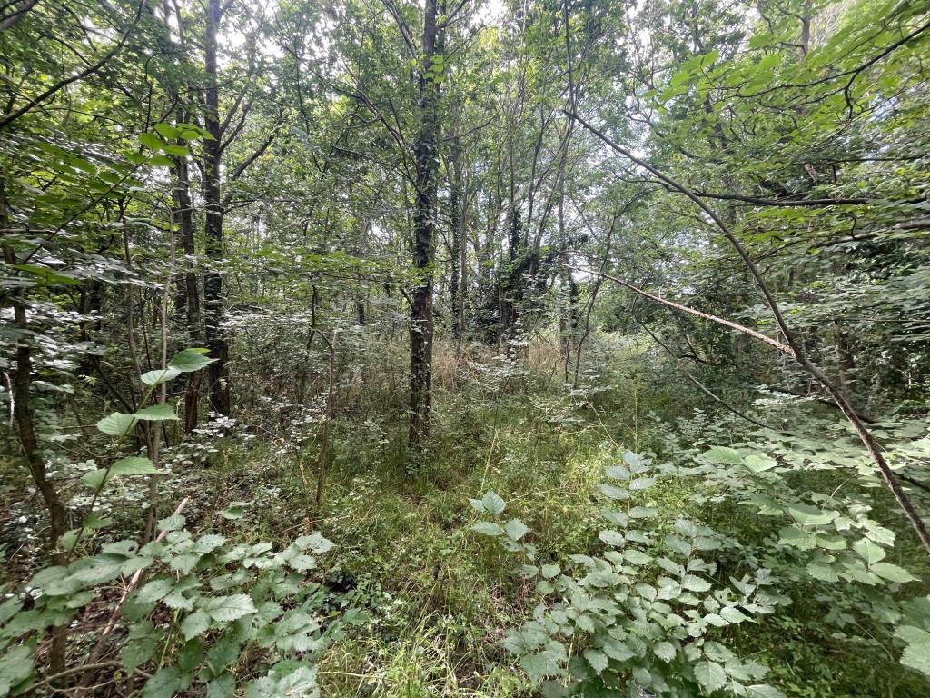 Example of the overgrown nature of the land