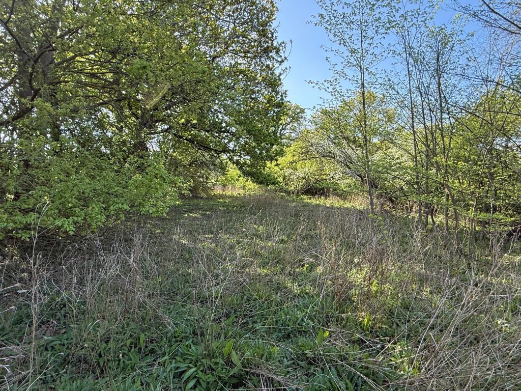 The overgrown land looking at a different area
