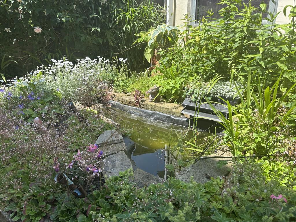 Pond