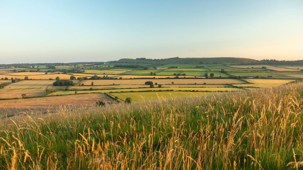 Local Views