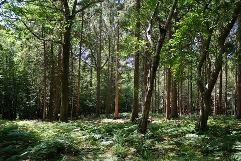 Woodland for sale, Junction Road, Staplecross TN32