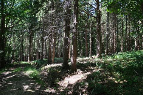 Woodland for sale, Junction Road, Staplecross TN32