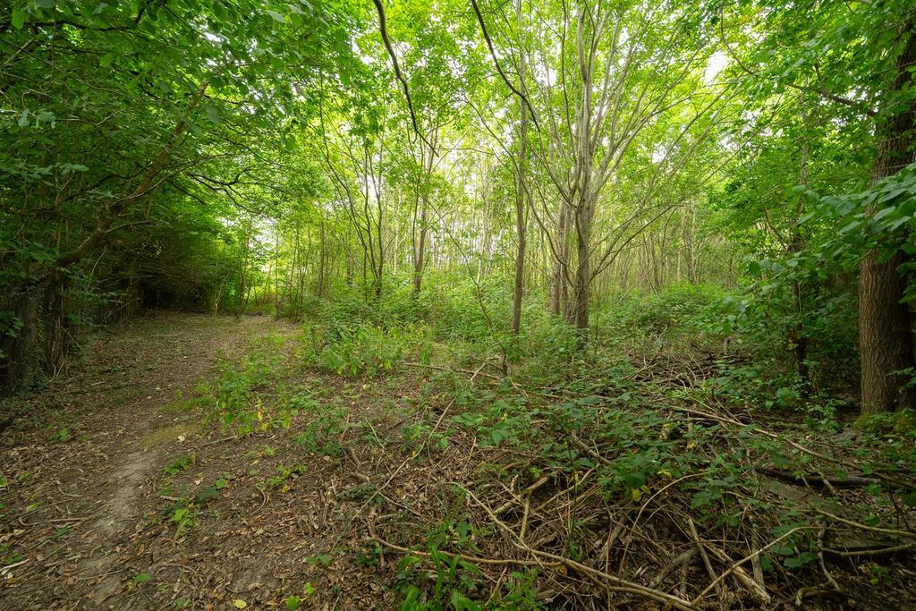 Woods