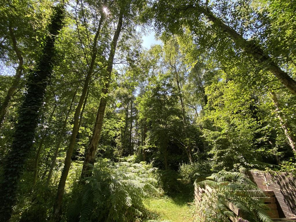 Woodland garden