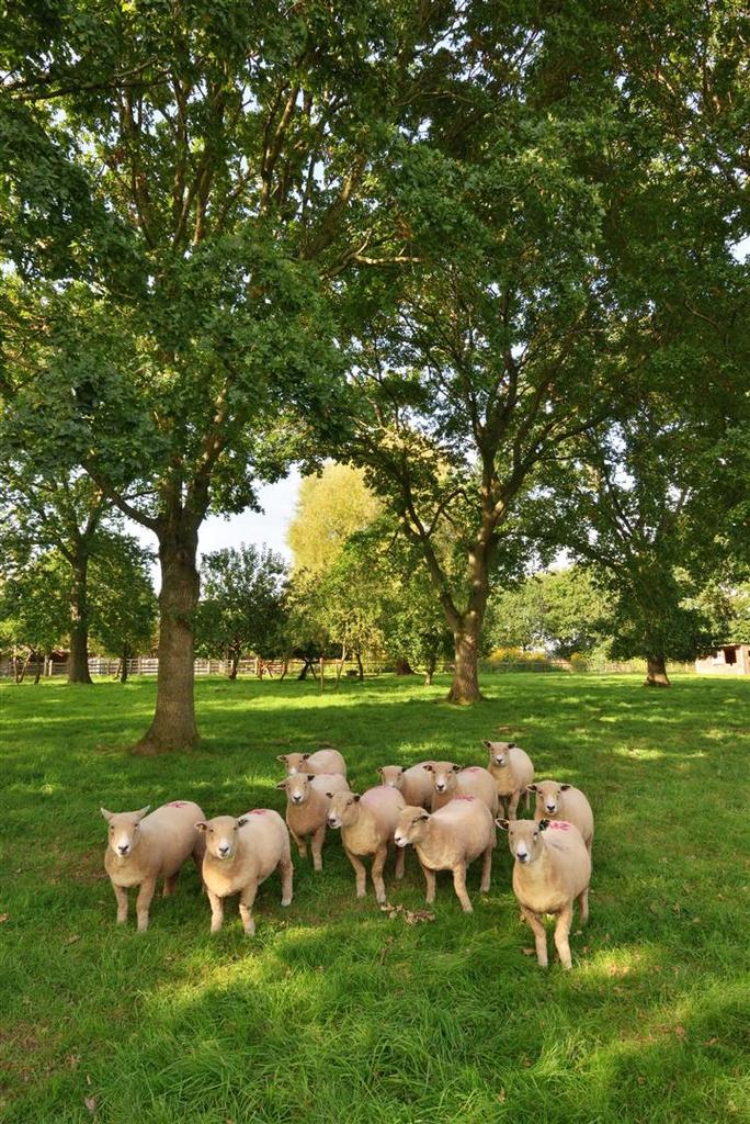 Thumbnail Little Quebb Farm Eardisley - 045.jpg