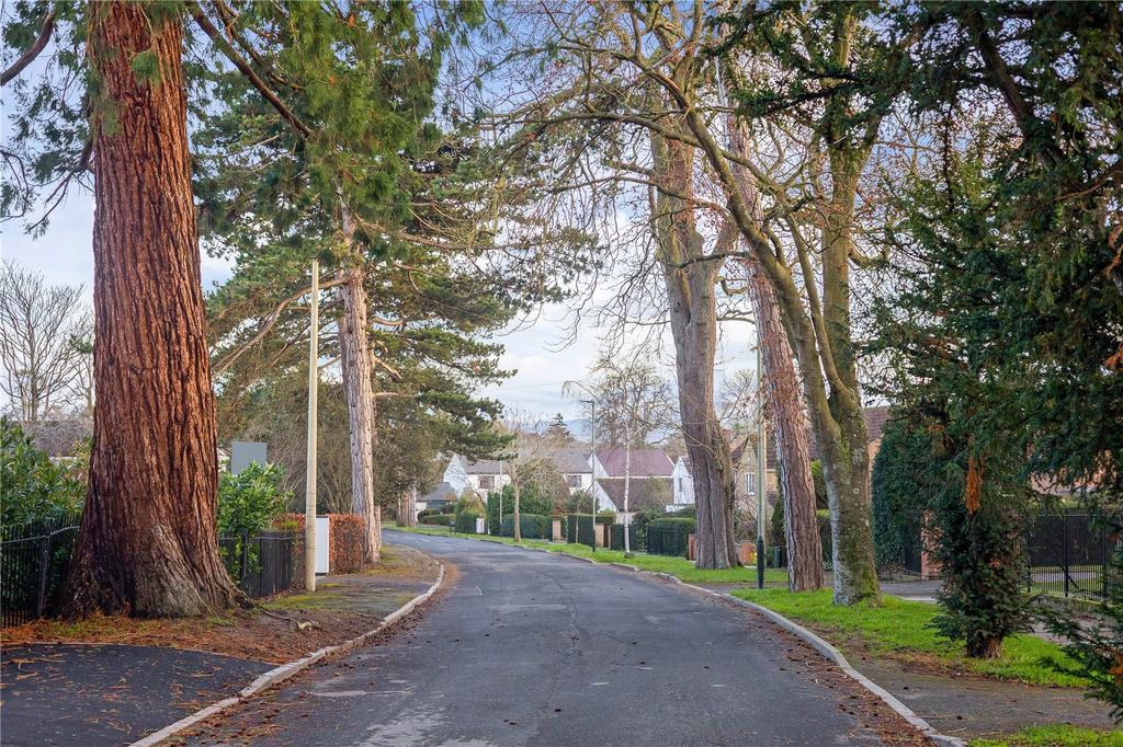 Tree Lined Road