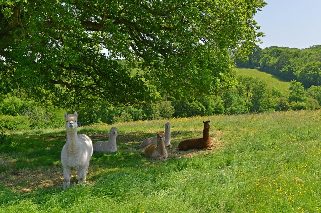 Field