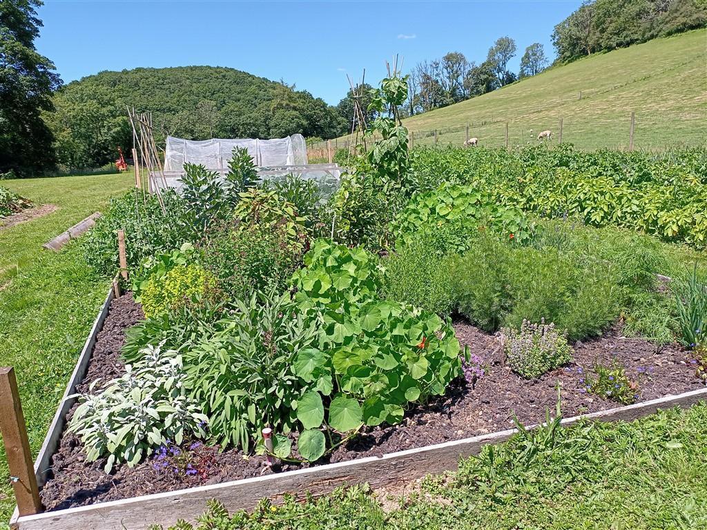 Very Productive Vegetable Growing Area