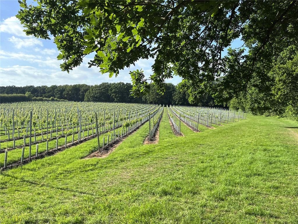 Vineyard